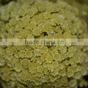 Star Flower (vivid Color) thumbnail-3