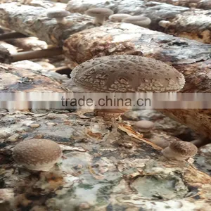 Shiitake Mushroom Spawn thumbnail-1