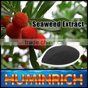 FAQ 27--Effect Of Seaweed Fertilizer On Red Bayberry thumbnail-2