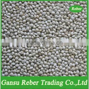 Green Millet In Husk thumbnail-1