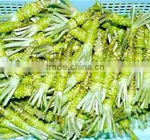 Wasabi Wasabi Wasabi for Hot Sales Made in China thumbnail-2