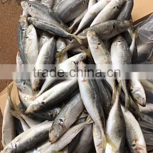 12-14pcs/kg Frozen Round Scad Whole Round thumbnail-1