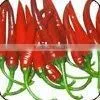 Chilli Pepper thumbnail-1