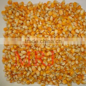 Yellow Maize for Animal Feed thumbnail-1