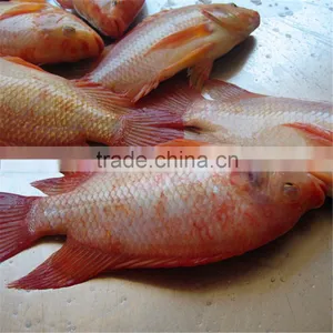 Frozen Red Tilapia Whole Round thumbnail-1