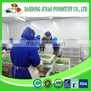 Frozen Fruits and Vegetables Manufacturer IQF Broccoli Frozen thumbnail-2