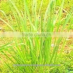 Lemon Grass Oil thumbnail-1