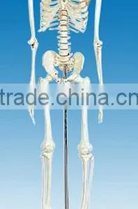 Model of Human Skeleton (170cm) thumbnail-1