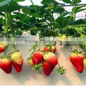 Hydroponic System Strwberry thumbnail-1