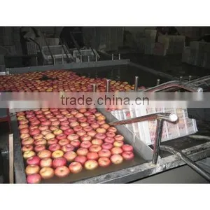 Fruit Washing Grading Machine/tomato Grade Line thumbnail-6