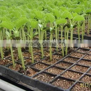 Newest Top Quality Hydroponic Rice Seedling Tray thumbnail-3