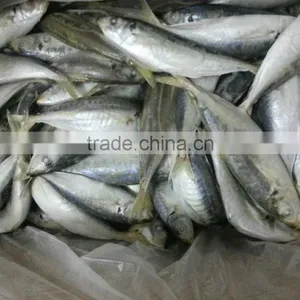Agar Agar of Horse Mackerel thumbnail-1