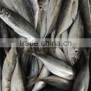 Superior Quality 18CM China Made Frozen Fresh Horse Mackerel thumbnail-1
