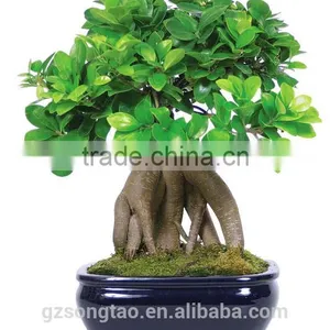 Artificial Bonsai Tree Topiary Gingseng Ficus Bonsai Tree thumbnail-3
