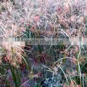 Cyperus Rotundus thumbnail-3