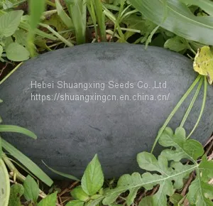 Crimson Hybrid Oval Shape Watermelon Seeds for Planting thumbnail-2