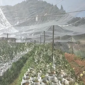 Fine Mesh Insect Netting for Greenhouse and Organic Farming Use thumbnail-3