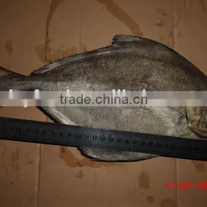 Parastromateus Niger Black Pomfret thumbnail-1