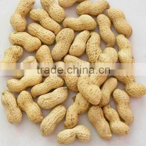 Chinese Roasted Peanut Inshell thumbnail-1