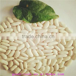White Kidney Beans (heilongjiang) thumbnail-6