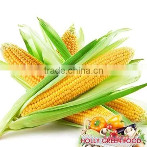 Canned Sweet Corn to AFRICA ECOWAS EAST AFRICA HIGH QUALITY Super Sweet NO GMO TAIWAN Yellow Corn Raw Material thumbnail-1