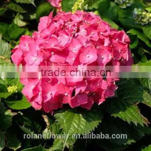 Low Price And High Quality Natural White Hydrangea Hydrangeas For Wedding From Kunming, Yunnan thumbnail-6