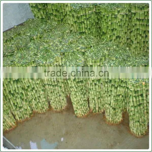 Straight Lucky Bamboo Sticks Air Bonsai Tree 10cm-110cm DRACAENA SANDERIANA Indoor Aquatic Plants Nursery Garden Decoration thumbnail-1