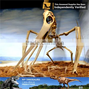 MY Dino-C080 Museum Antique Skeleton for Sale thumbnail-5