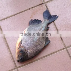 Frozen Fish Processing Companies thumbnail-1