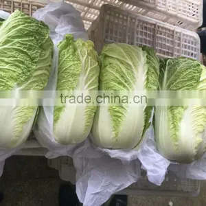 Hot Sale Chinese Big White Long Cabbage thumbnail-4