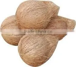 Mature Brown and Fresh Indian Coconuts thumbnail-1