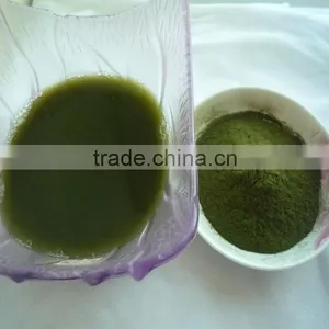 2015 Healthy Vegetable Powder- Organic Barley Grass Powder thumbnail-6