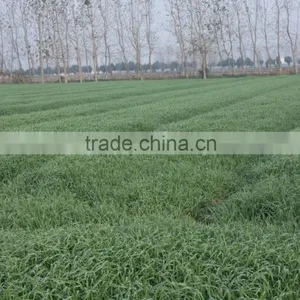 Hot Sale Barley Grass Powder thumbnail-5