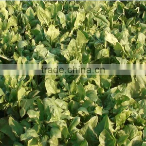 2013 New Crop Spinach Powder thumbnail-3