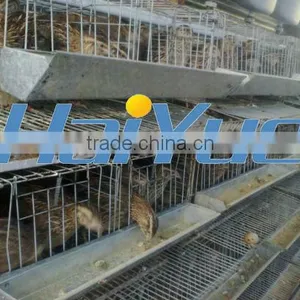 H Type Quail Cage Construction thumbnail-1