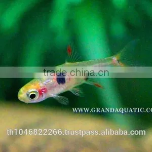 Dwawf Rasbora Fish For Sale and Export / Ornamental Fish Thailand thumbnail-5