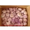 Garlic Packed in Carton thumbnail-1