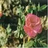 Wild Rose Extract thumbnail-1