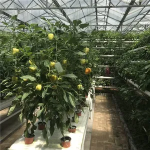 Hydroponic Venlo Type Greenhouse for Pepper/Tomato Planting thumbnail-5