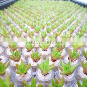 Miniplant "Rock Flower" thumbnail-3
