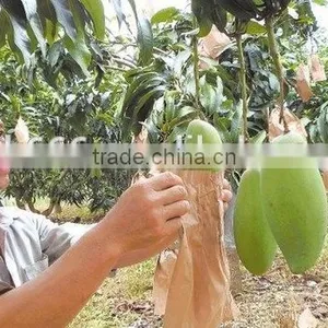 Mango Fruit Growing Paper Bag thumbnail-2