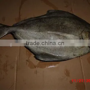 Frozen Fish Black Pomfret WR thumbnail-1