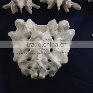 The Human Skeleton Model of Cervical, Sternal Lumber Vertebrae and Sacral Bone(26pcs) thumbnail-2
