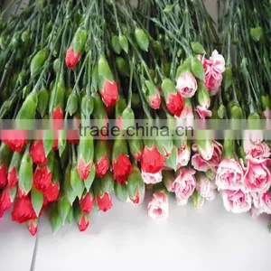 Elegant in Smell Factory Direct High Quality Flower Carnation thumbnail-1