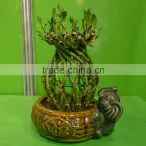 Vase Shape Lucky Bamboo Air Bonsai Tree Dracaena Sanderiana Indoor Ornamental Aquatic Water Plants Nursery Garden Decoration thumbnail-2