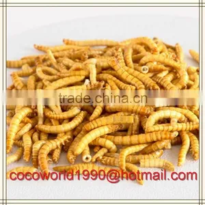 Dried Mealworms Good for Birds/dried Mealworms Good for Birds/dried Mealworms thumbnail-6