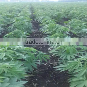 2016 New Crop Hemp Seeds Wholesale thumbnail-1