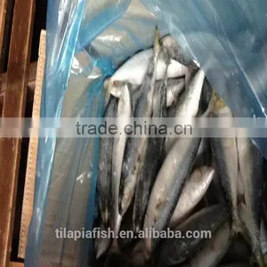 Good Price September Lamp Caught Mackerel Fish 100-200g thumbnail-1