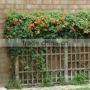 Senecio Confusus Senecio Orange Mexican Flame Vine thumbnail-1