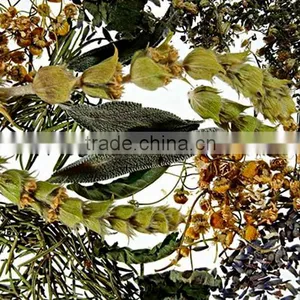 Organic Sage thumbnail-3